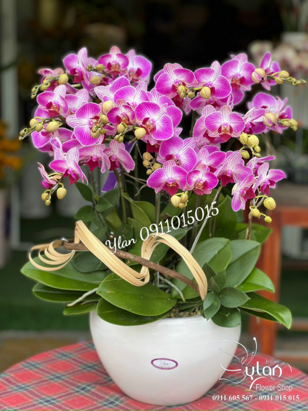 Ỷ Lan Hoa