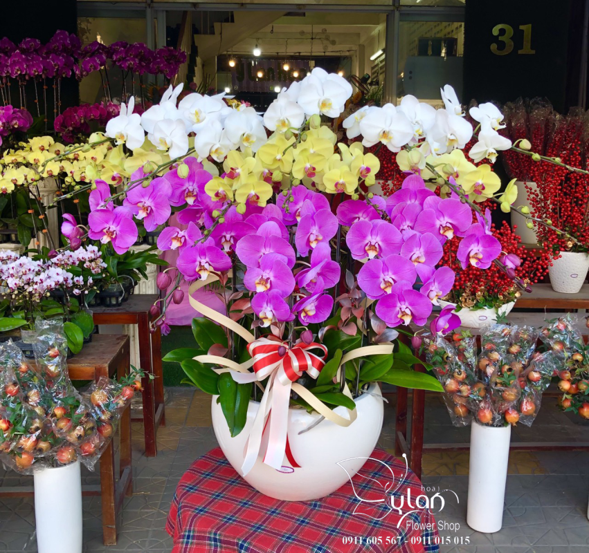 Ỷ Lan Hoa